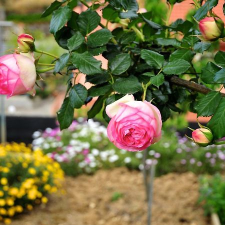הוילה San Biagio della Cima Le Rose מראה חיצוני תמונה