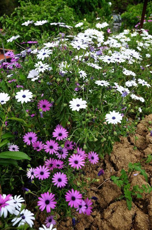 הוילה San Biagio della Cima Le Rose מראה חיצוני תמונה