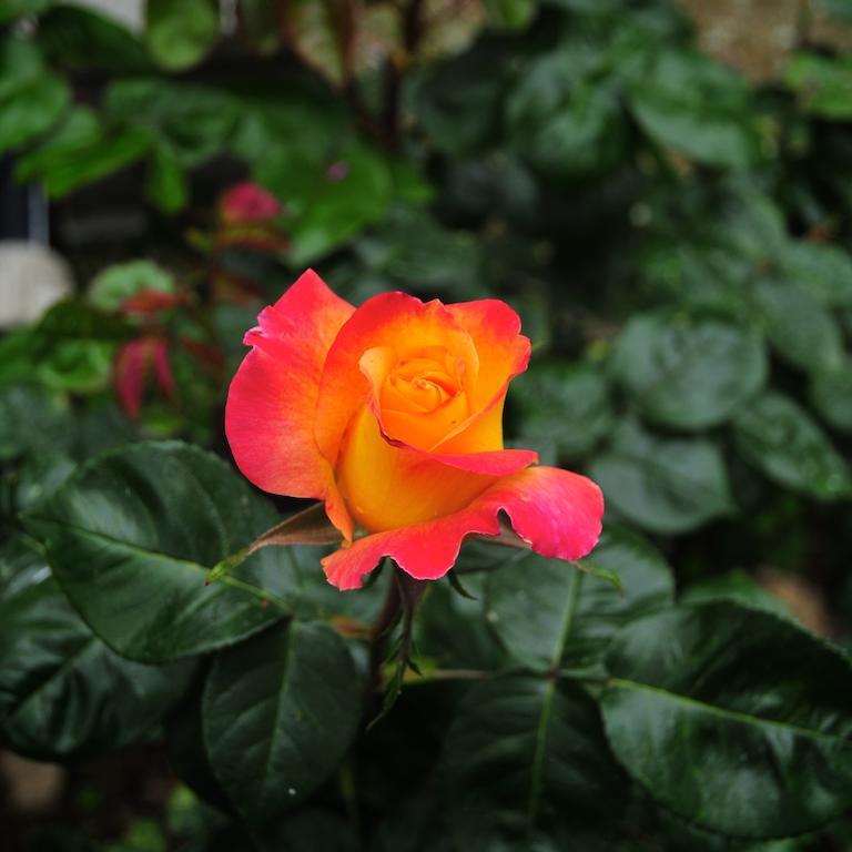 הוילה San Biagio della Cima Le Rose מראה חיצוני תמונה