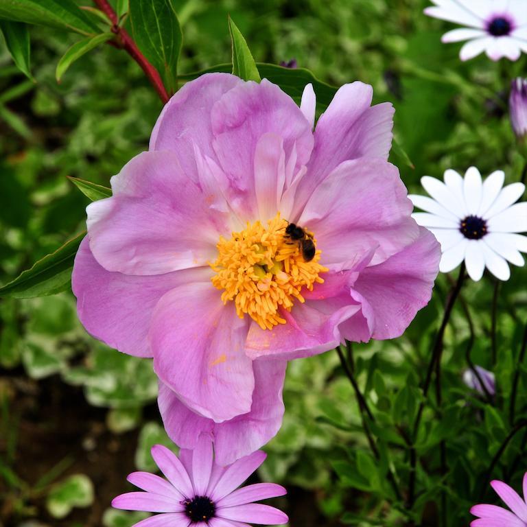 הוילה San Biagio della Cima Le Rose מראה חיצוני תמונה