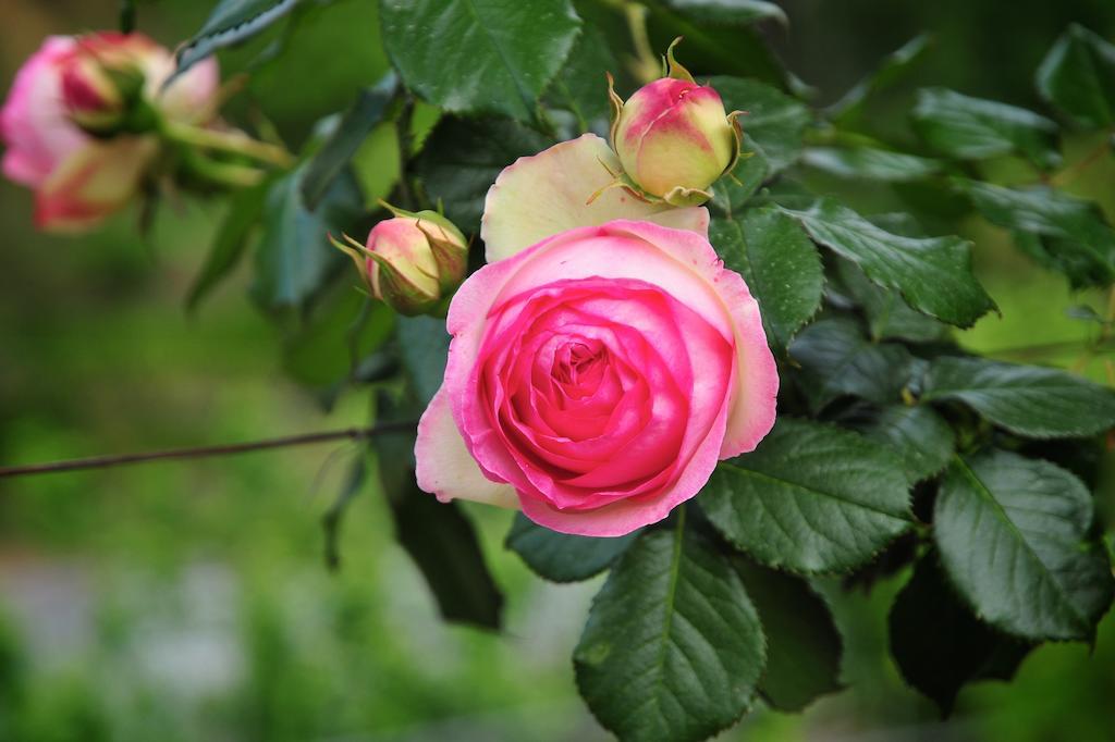 הוילה San Biagio della Cima Le Rose מראה חיצוני תמונה