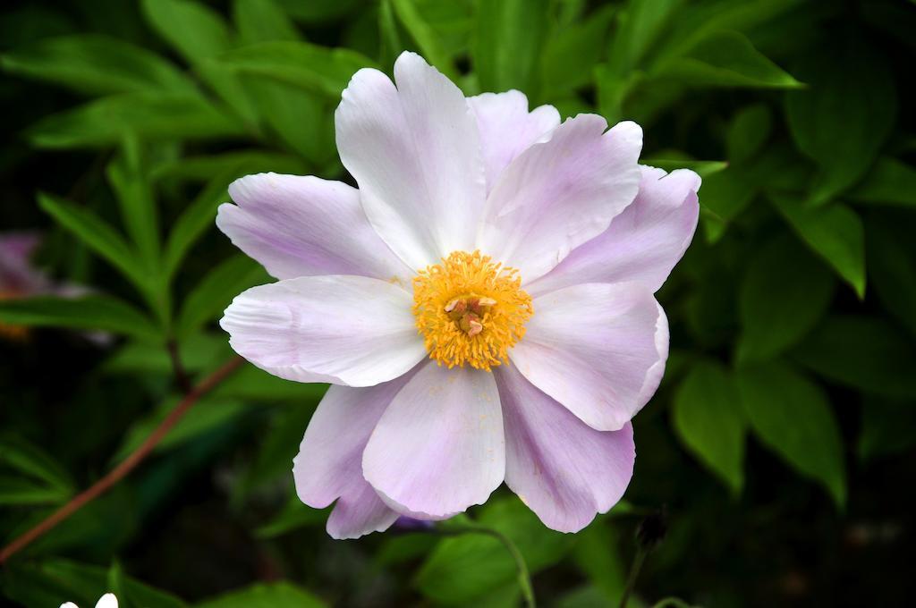 הוילה San Biagio della Cima Le Rose מראה חיצוני תמונה