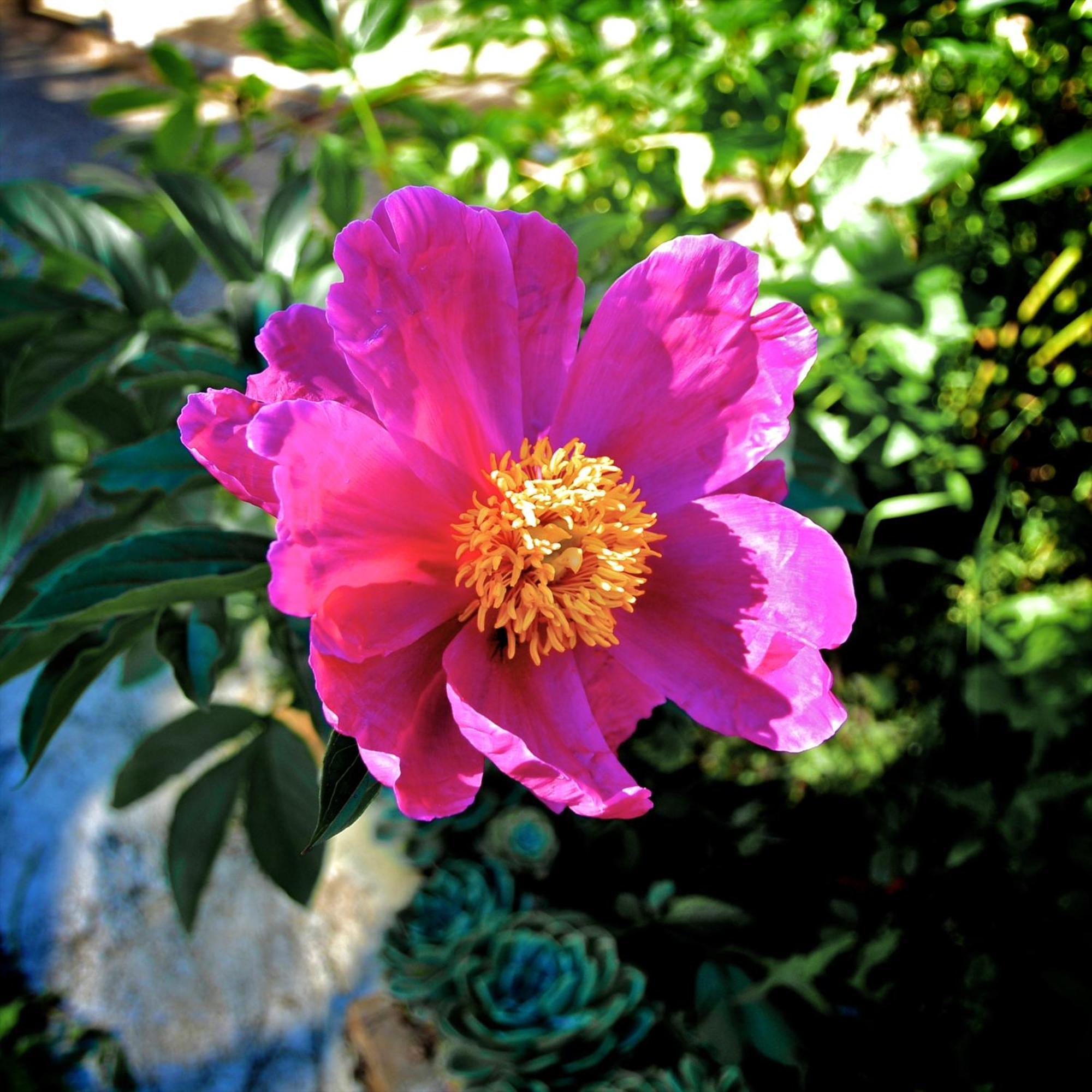 הוילה San Biagio della Cima Le Rose מראה חיצוני תמונה