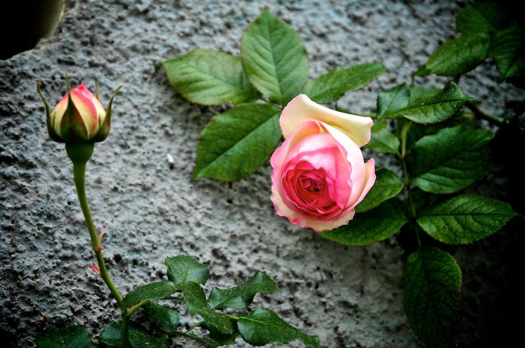 הוילה San Biagio della Cima Le Rose מראה חיצוני תמונה