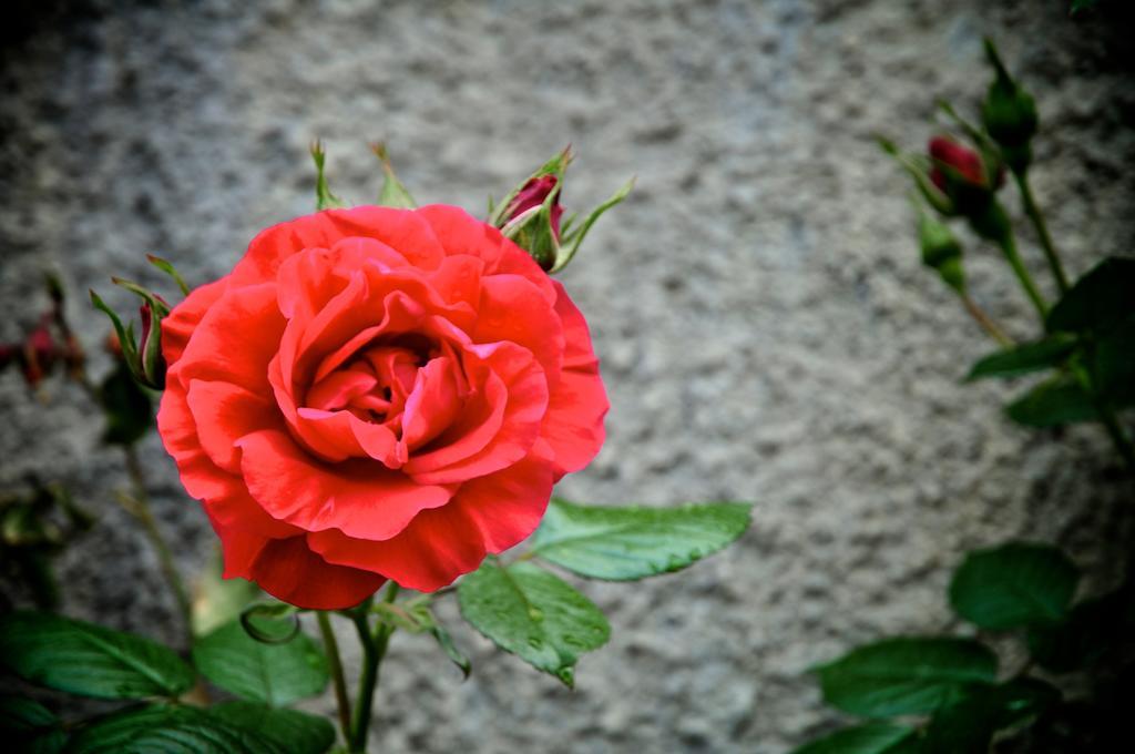 הוילה San Biagio della Cima Le Rose מראה חיצוני תמונה