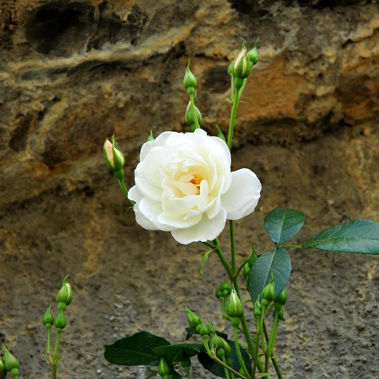 הוילה San Biagio della Cima Le Rose מראה חיצוני תמונה