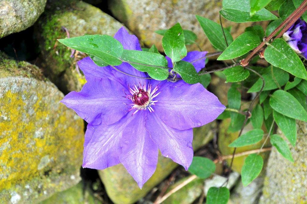 הוילה San Biagio della Cima Le Rose מראה חיצוני תמונה