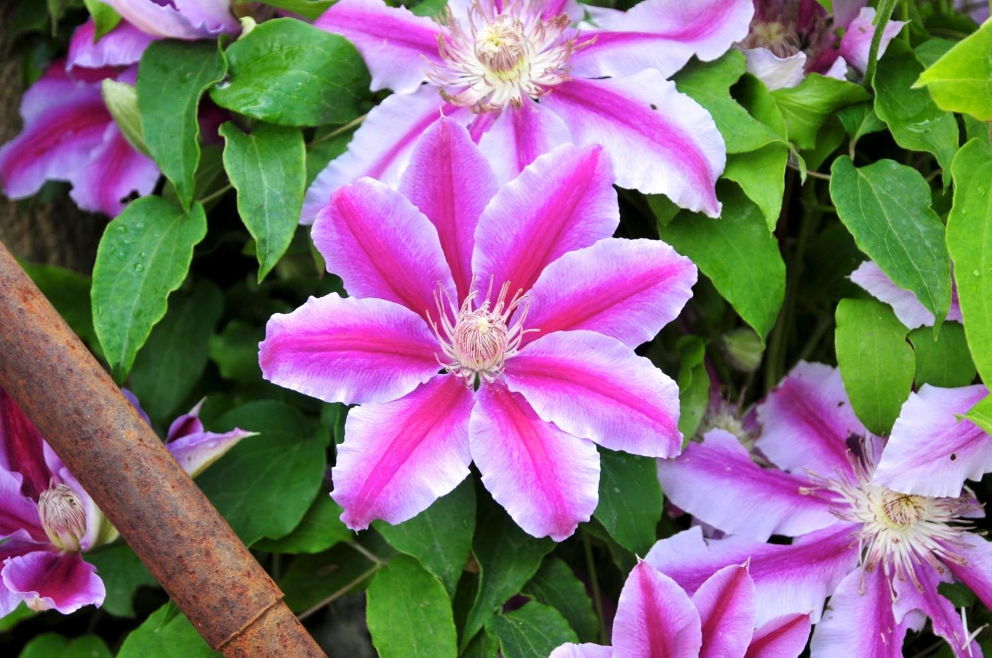 הוילה San Biagio della Cima Le Rose מראה חיצוני תמונה