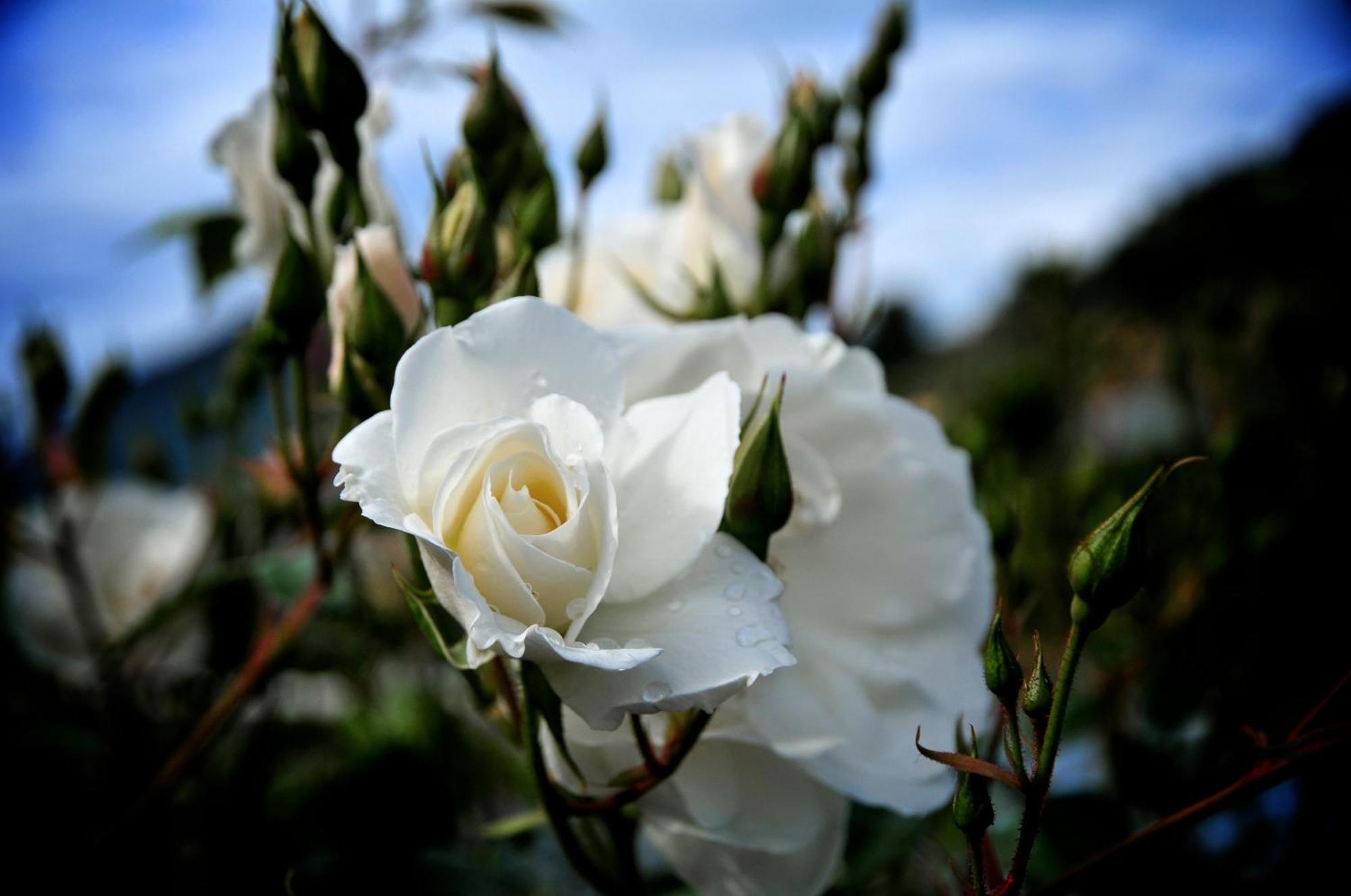 הוילה San Biagio della Cima Le Rose מראה חיצוני תמונה