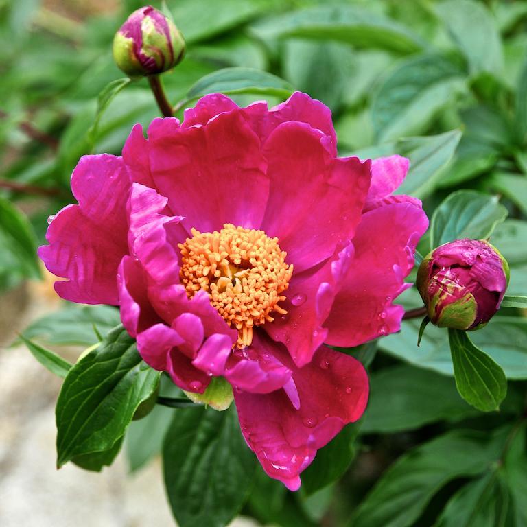 הוילה San Biagio della Cima Le Rose מראה חיצוני תמונה