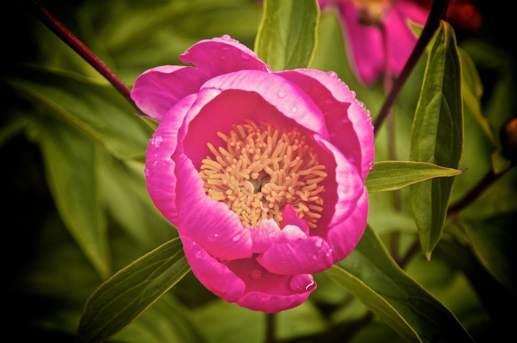 הוילה San Biagio della Cima Le Rose מראה חיצוני תמונה