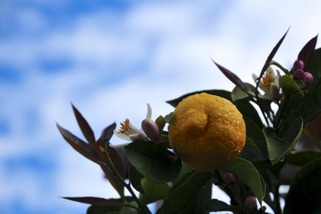 הוילה San Biagio della Cima Le Rose מראה חיצוני תמונה